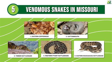 Venomous Snakes Of Missouri