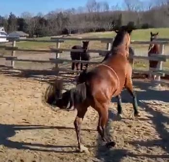 What Does A Sunken Horse Flank Mean Animals Log What Does A Sunken Horse Flank Mean Animals Log