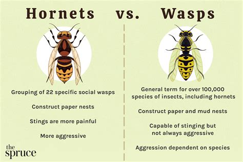 What Does Wasp Mean