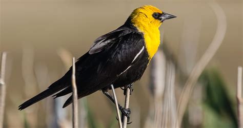 Yellow Headed Blackbird Identification All About Birds Cornell Lab Of Ornithology